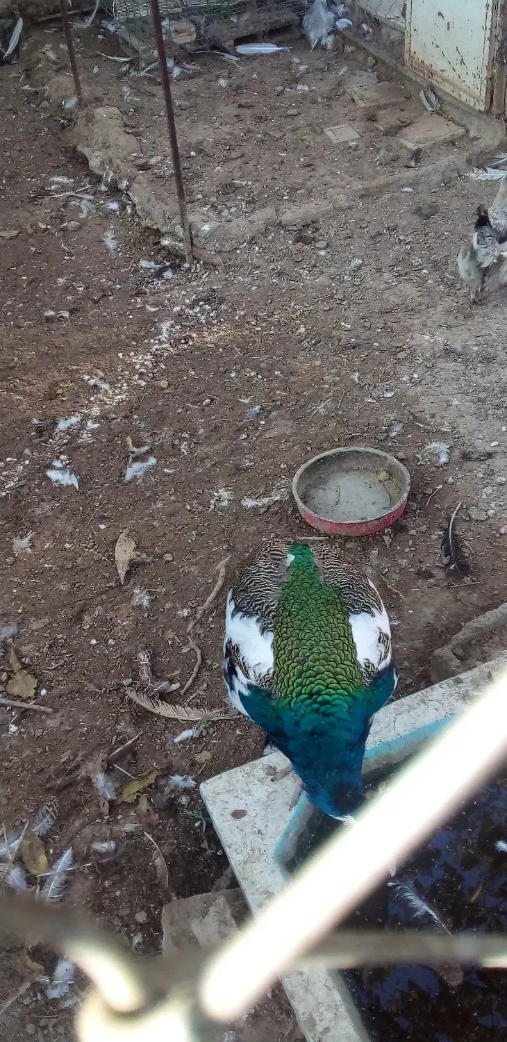 طاووس هندی ابلغ و مصری|پرنده|تاکستان, |دیوار