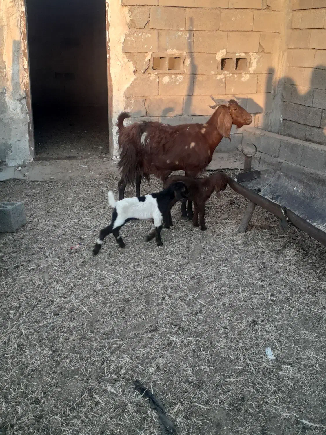 فروش یک عدد بز دوقلو زا|حیوانات مزرعه|هندیجان, |دیوار