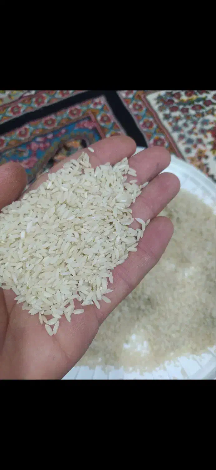 فروش برنج چمپا به شرط پخت|خوردنی و آشامیدنی|منج, |دیوار