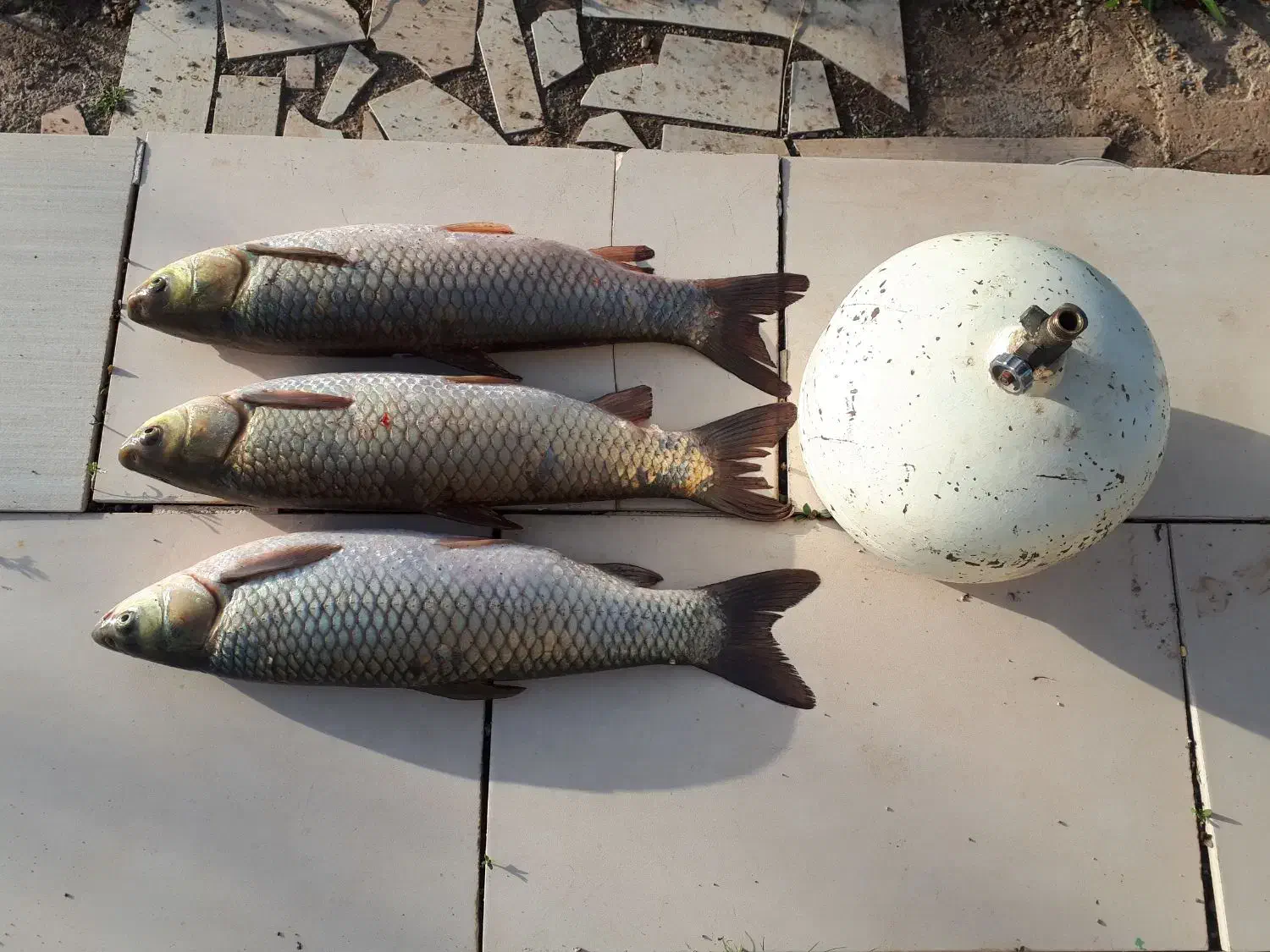 ماهی آموروکپور|ماهی|زنجان, |دیوار