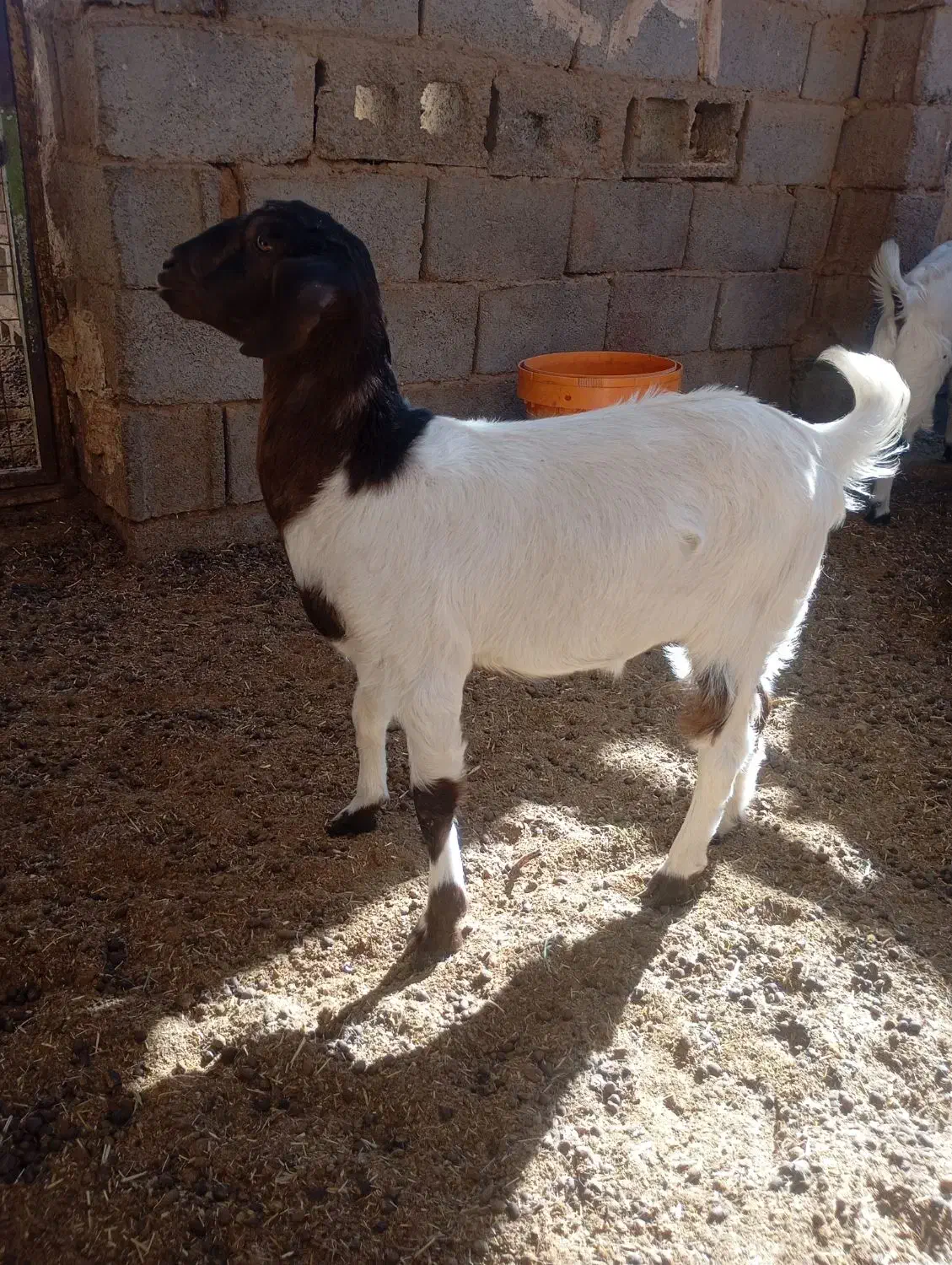 فروش دو عدد بزغاله نر وماده پاکستانی|حیوانات مزرعه|قائن, |دیوار