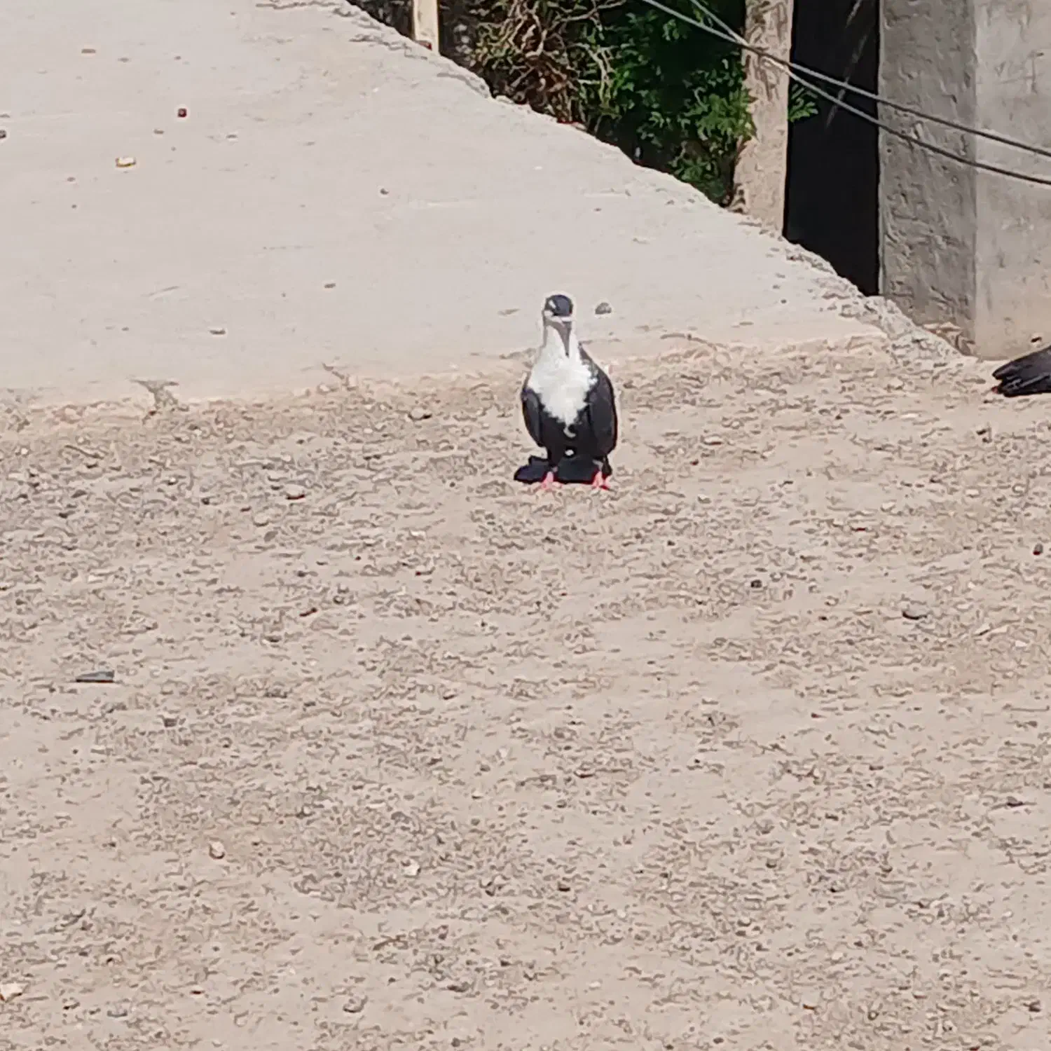 کفتر|پرنده|بم, |دیوار