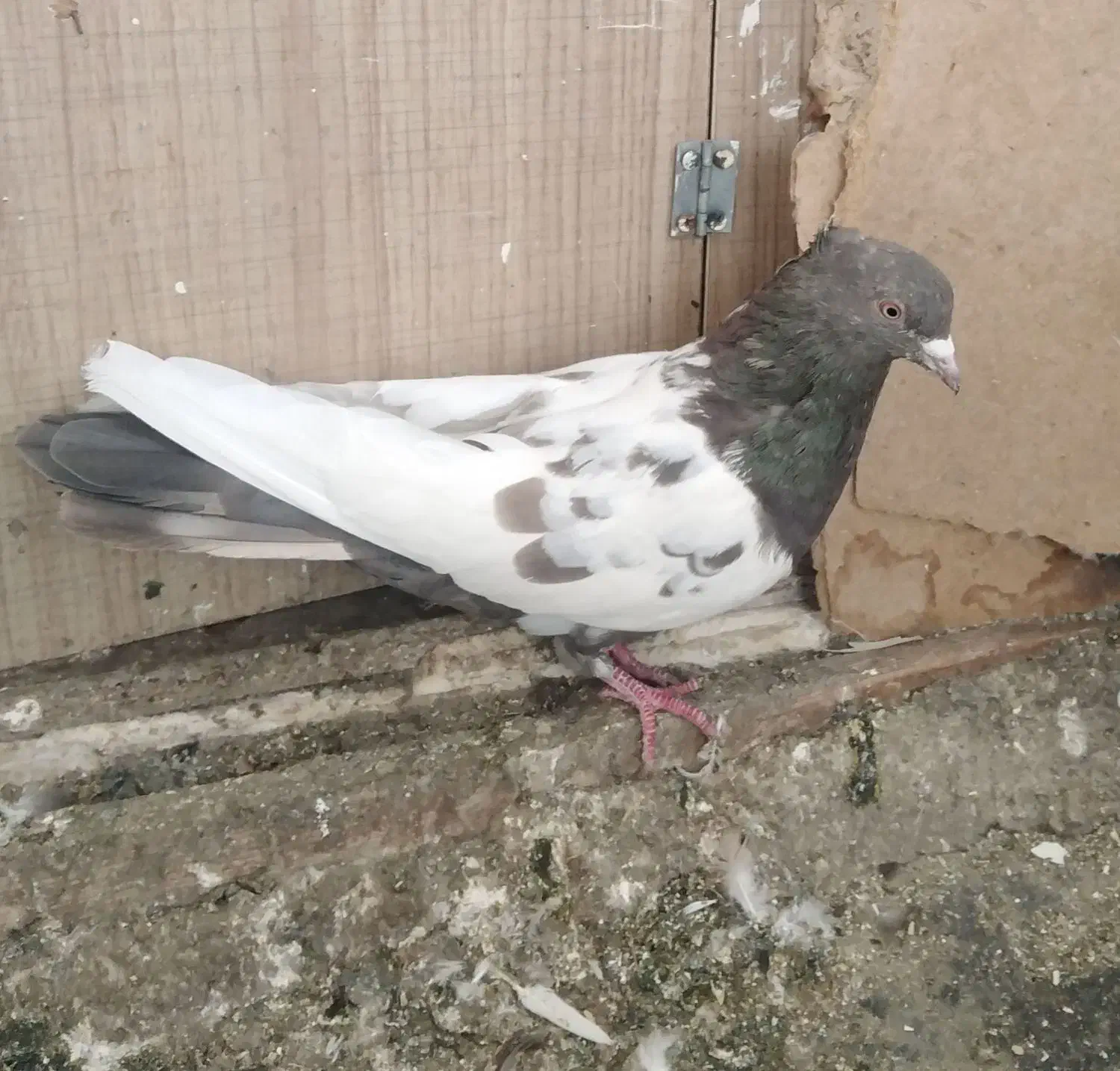 گندم کفتر|لوازم جانبی حیوانات|مشهد, امیریه|دیوار