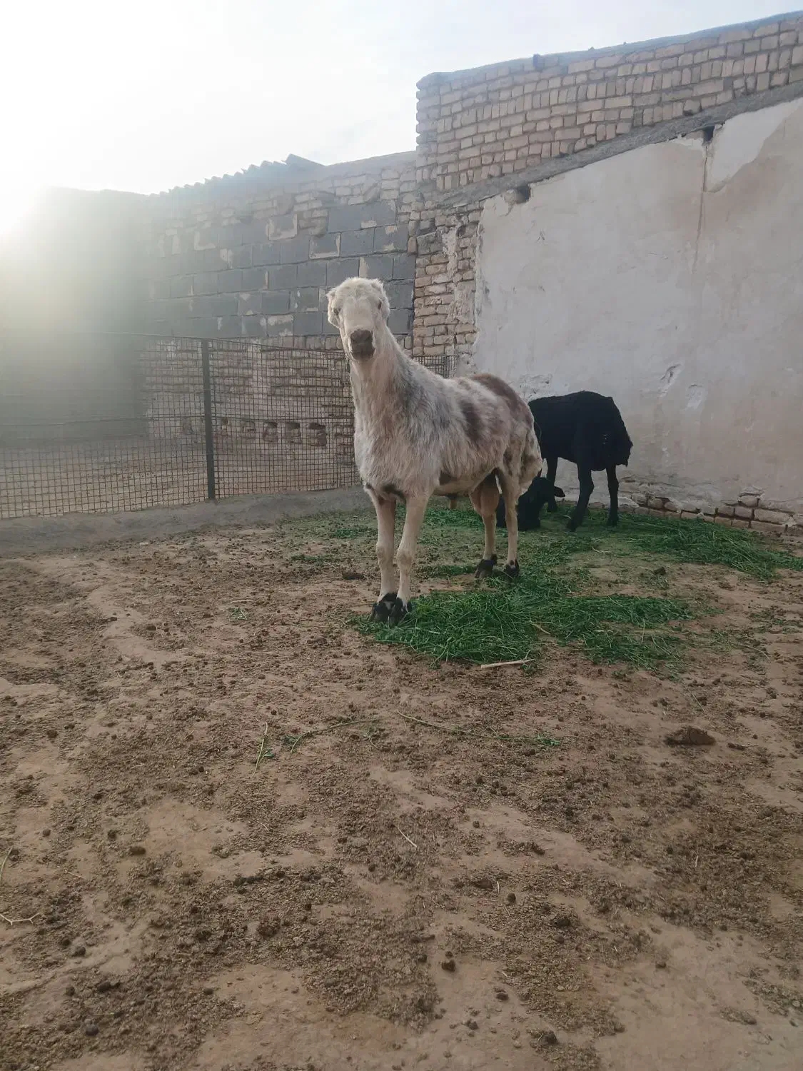 شیشک چهار دندون خال|حیوانات مزرعه|زاوه, |دیوار