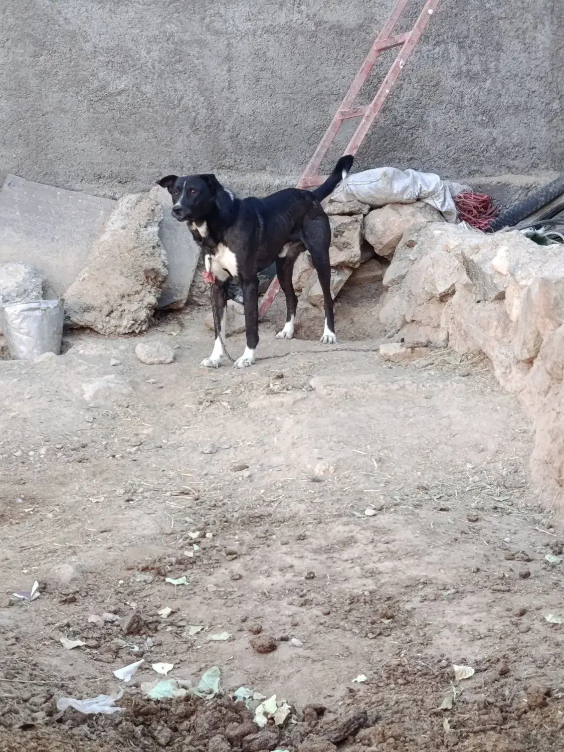 سگ مخصوص نگهبانی|سگ|نجفآباد, شهید بهشتی|دیوار