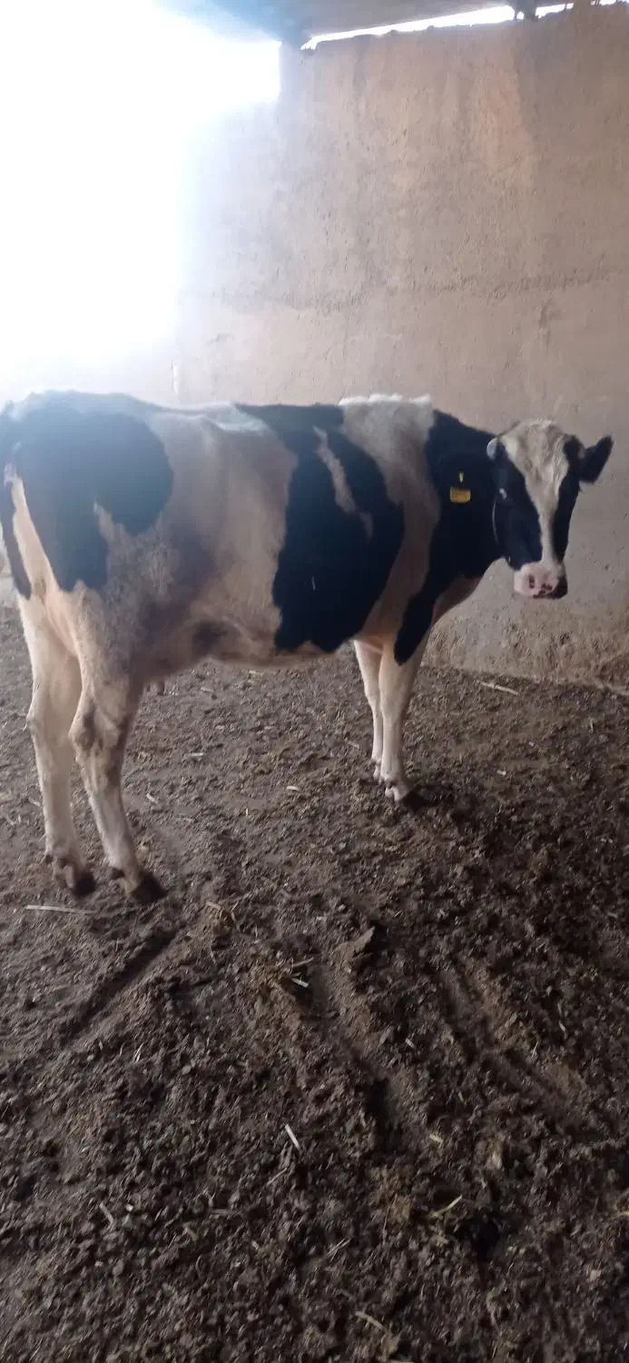 فروش گاو شکم دو هلشتن|حیوانات مزرعه|کاشمر, |دیوار