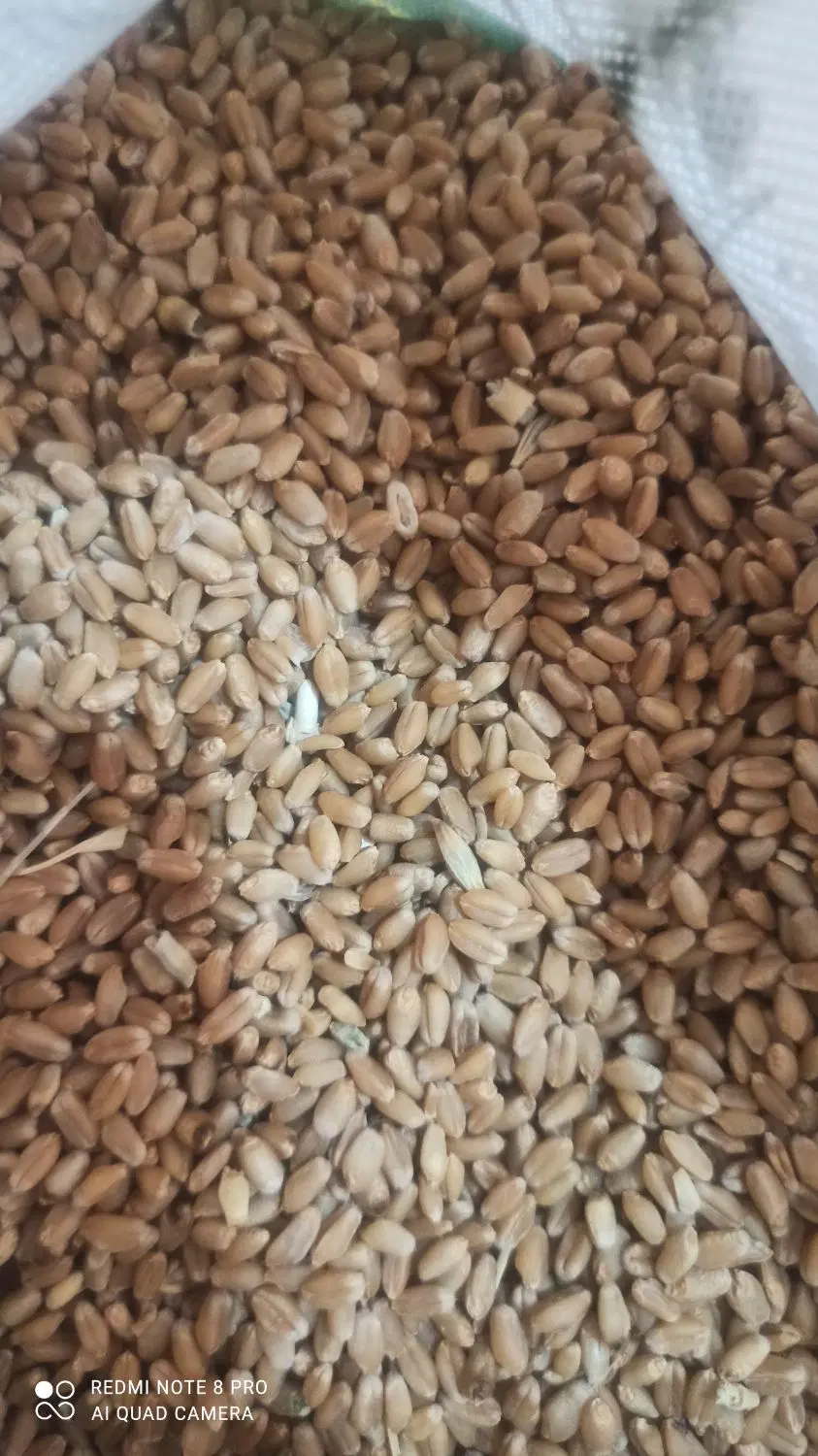 گندم|خوردنی و آشامیدنی|عنبرآباد, |دیوار