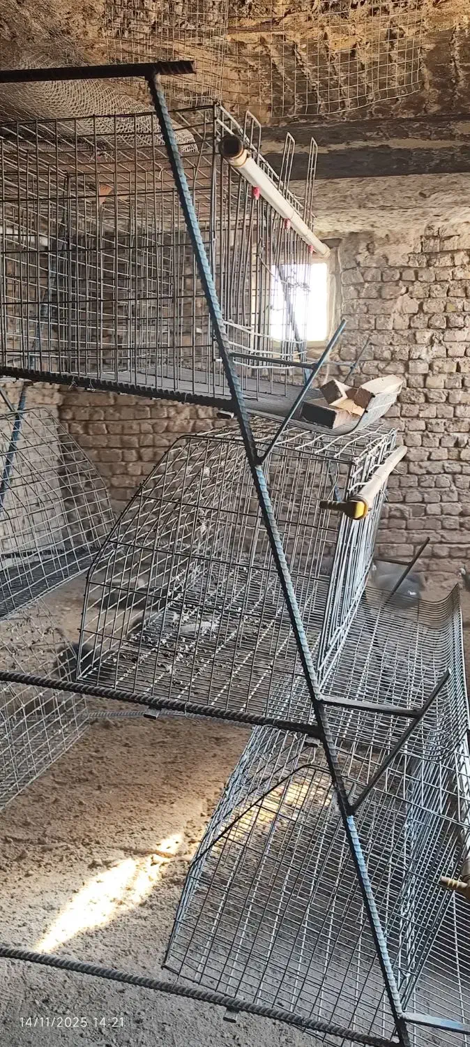 قفس مرغ منبری|لوازم جانبی حیوانات|تاکستان, |دیوار