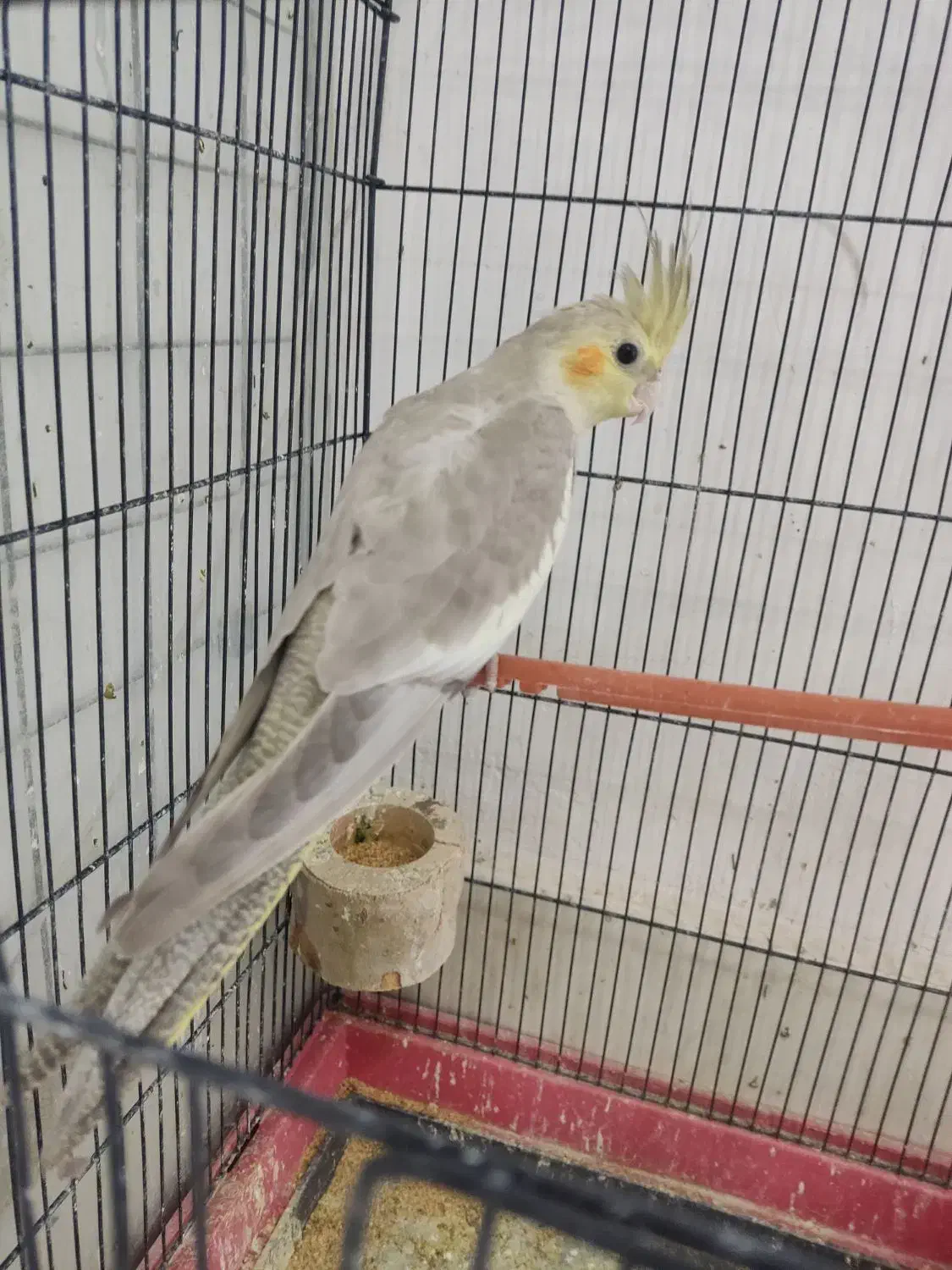 عروس هلندی|پرنده|باخزر, |دیوار