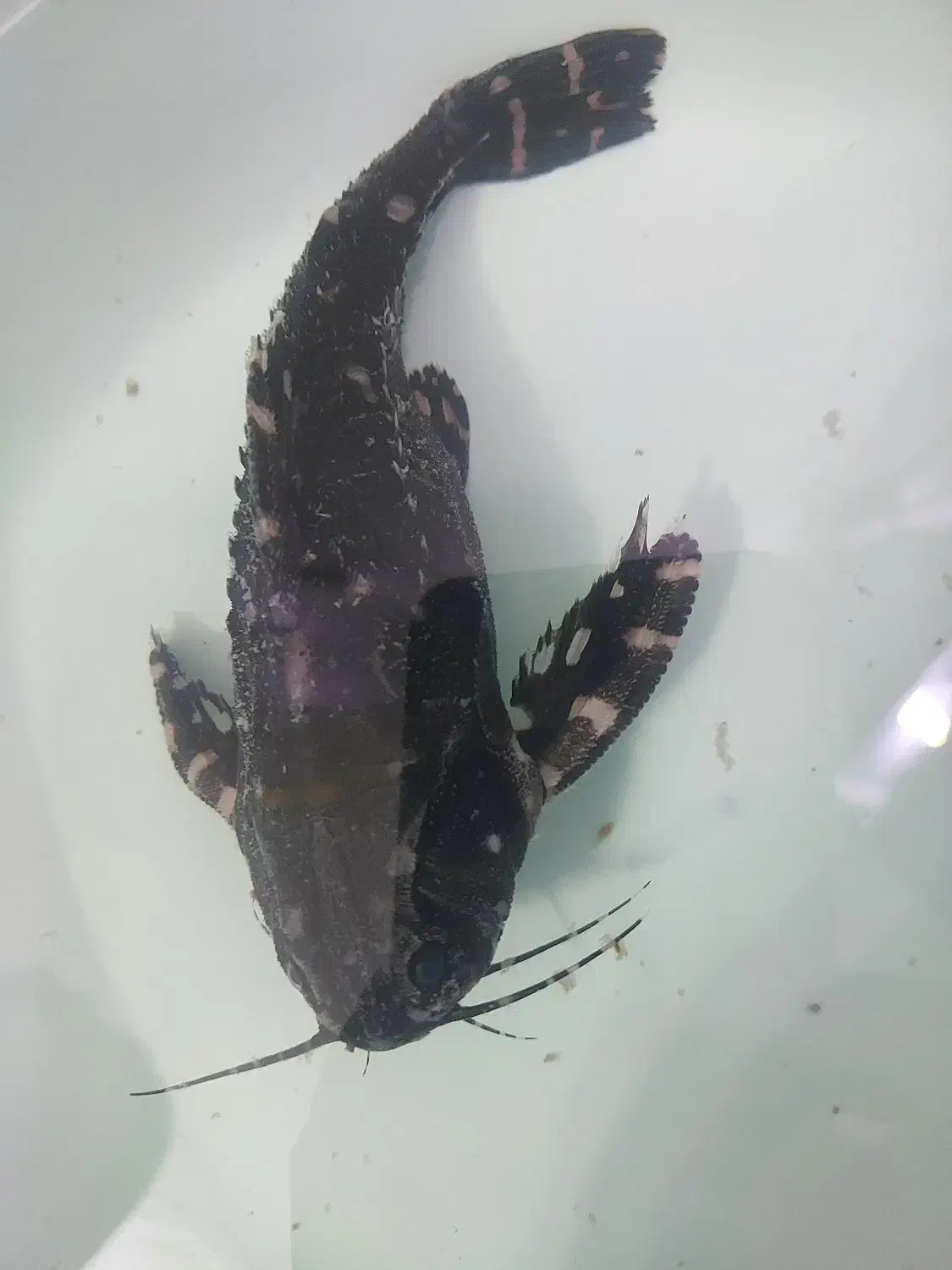 فروش فوری|ماهی|تهران, امانیه|دیوار