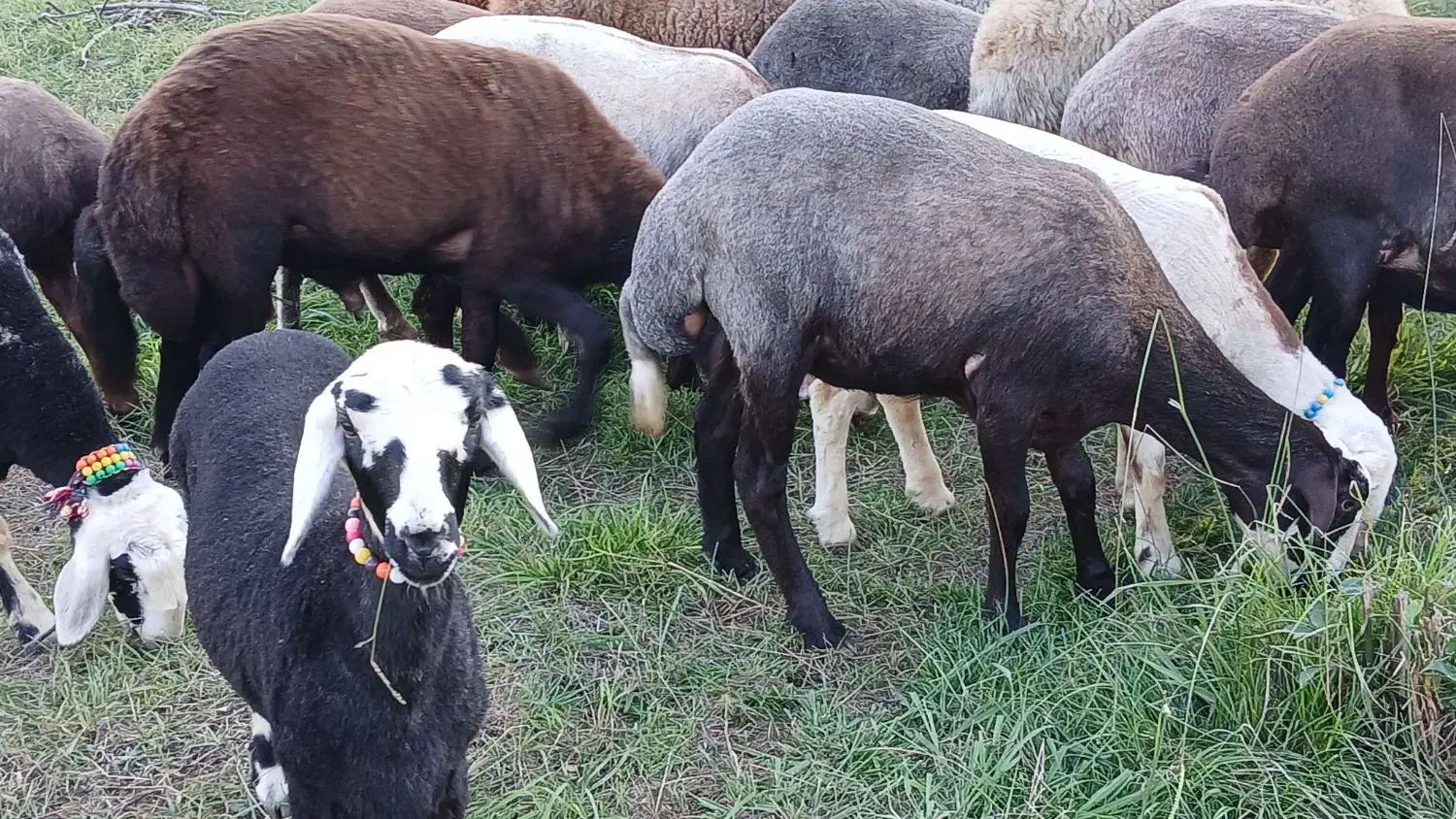 ۲۰عدد گوسفند داشتی همه کاوی|حیوانات مزرعه|ساری, |دیوار