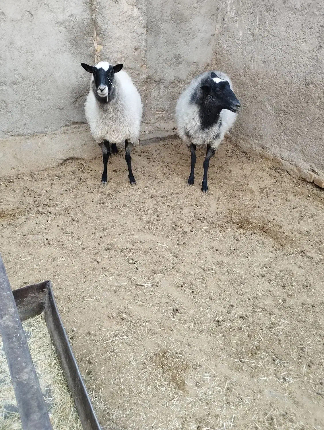 شیشک رومانف|حیوانات مزرعه|پاکدشت, پارچین|دیوار