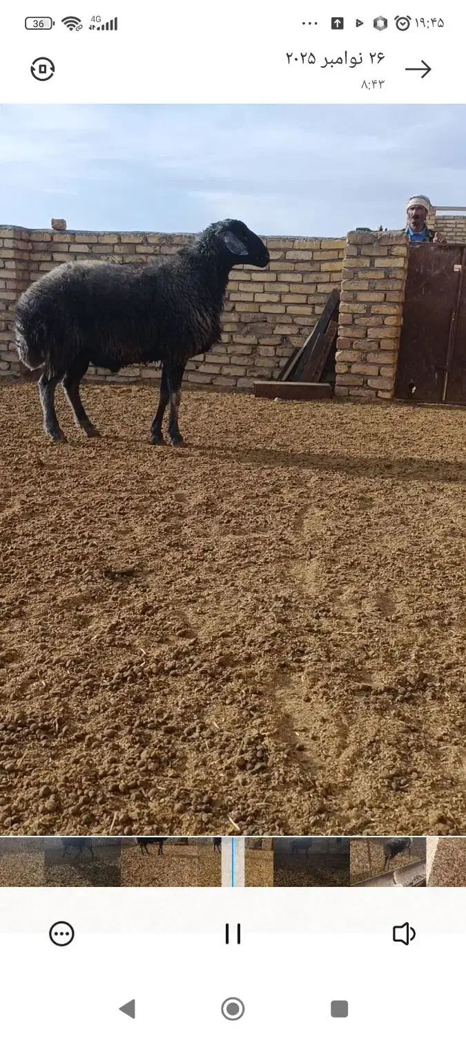 باسلام یه شیشک قوچ دلبر سبز کبود بره پارسال هستش|حیوانات مزرعه|اراک, |دیوار