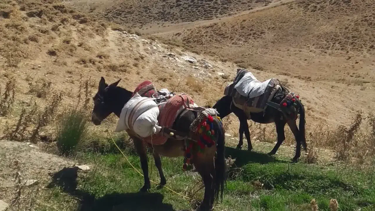 باری سواری|حیوانات مزرعه|بانه, |دیوار