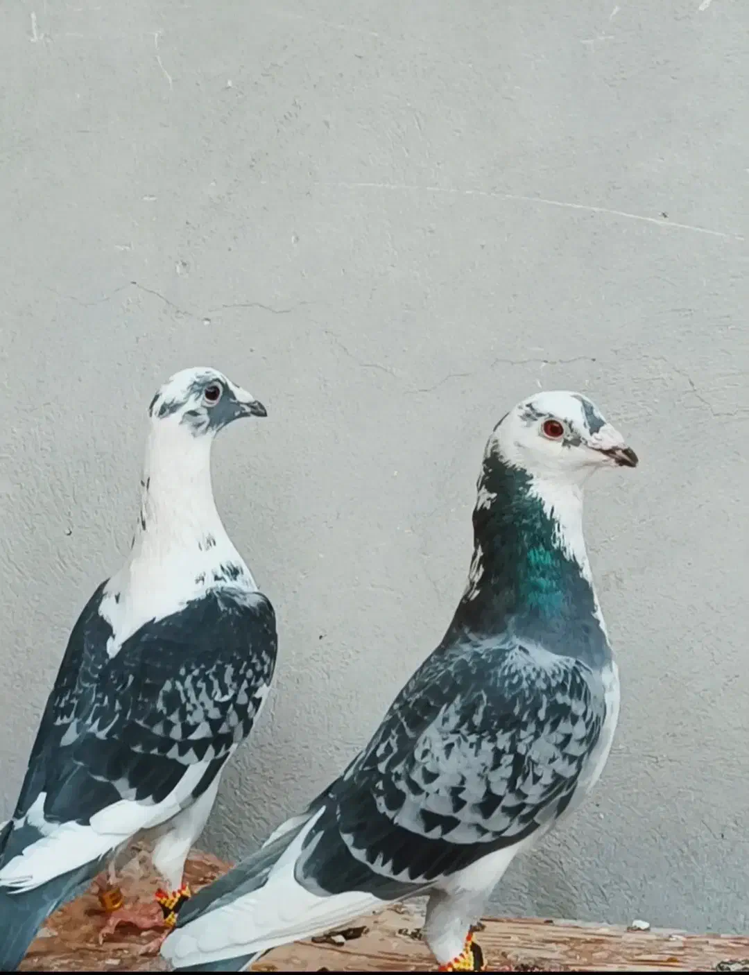 نروماده ابلغ|پرنده|داراب, |دیوار