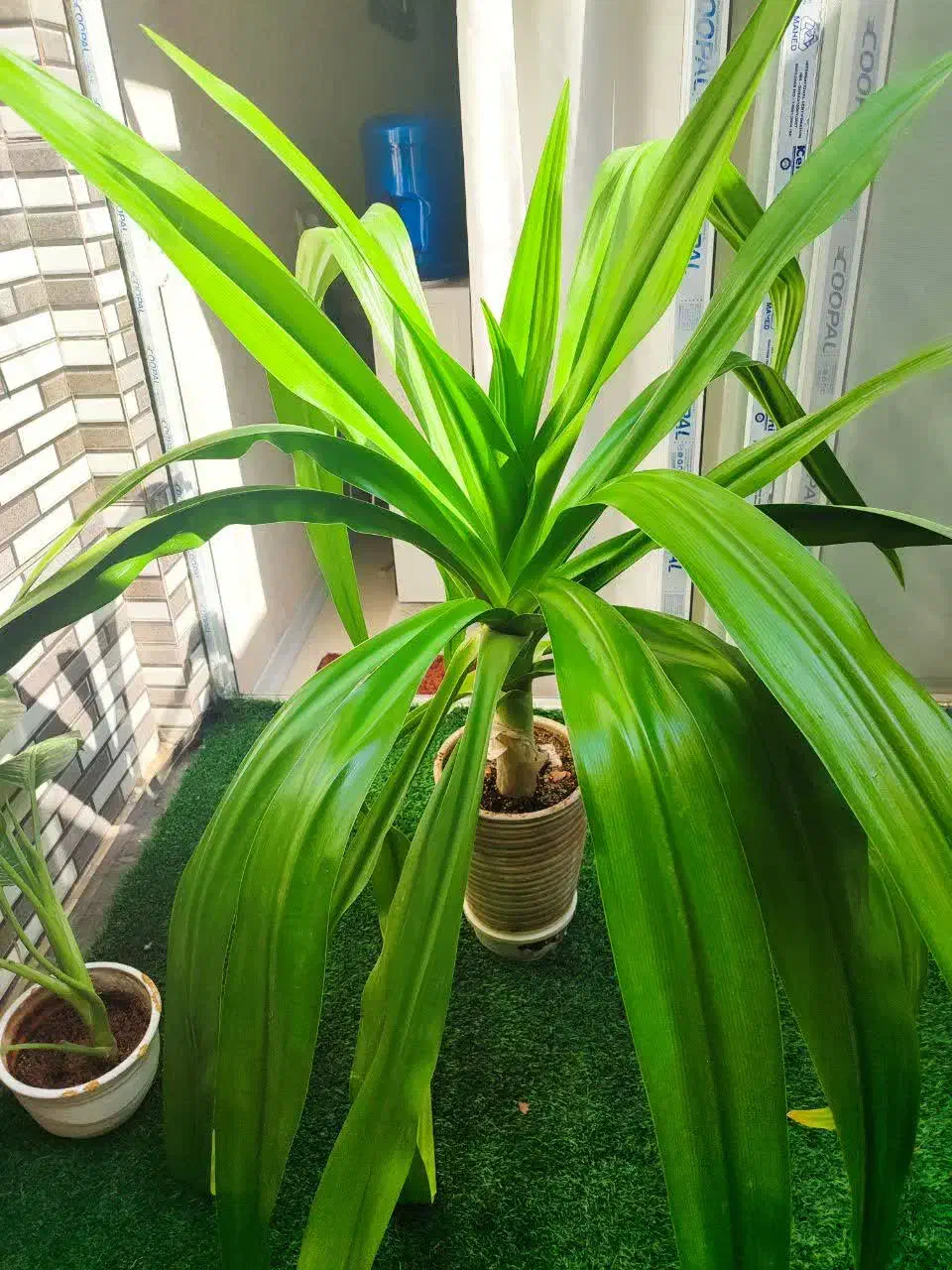 اشک ملکه|گل و گیاه طبیعی|اصفهان, ابر|دیوار