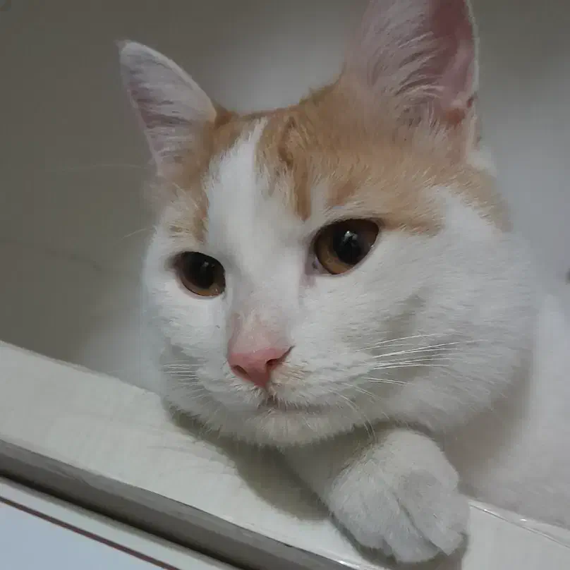 گربه خونگی|گربه|معصومیه, |دیوار