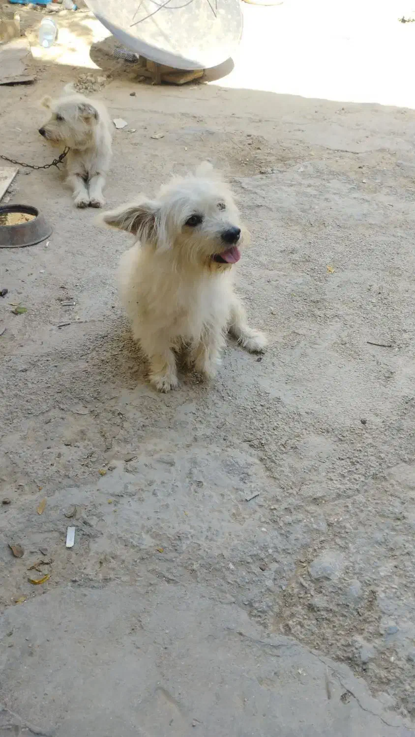 شیتزو نر دوساله|سگ|کلاله, |دیوار