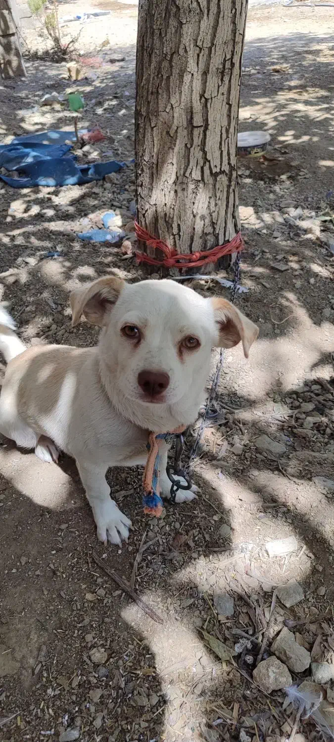 سگ پاکوتاه|سگ|اهواز, اهواز|دیوار