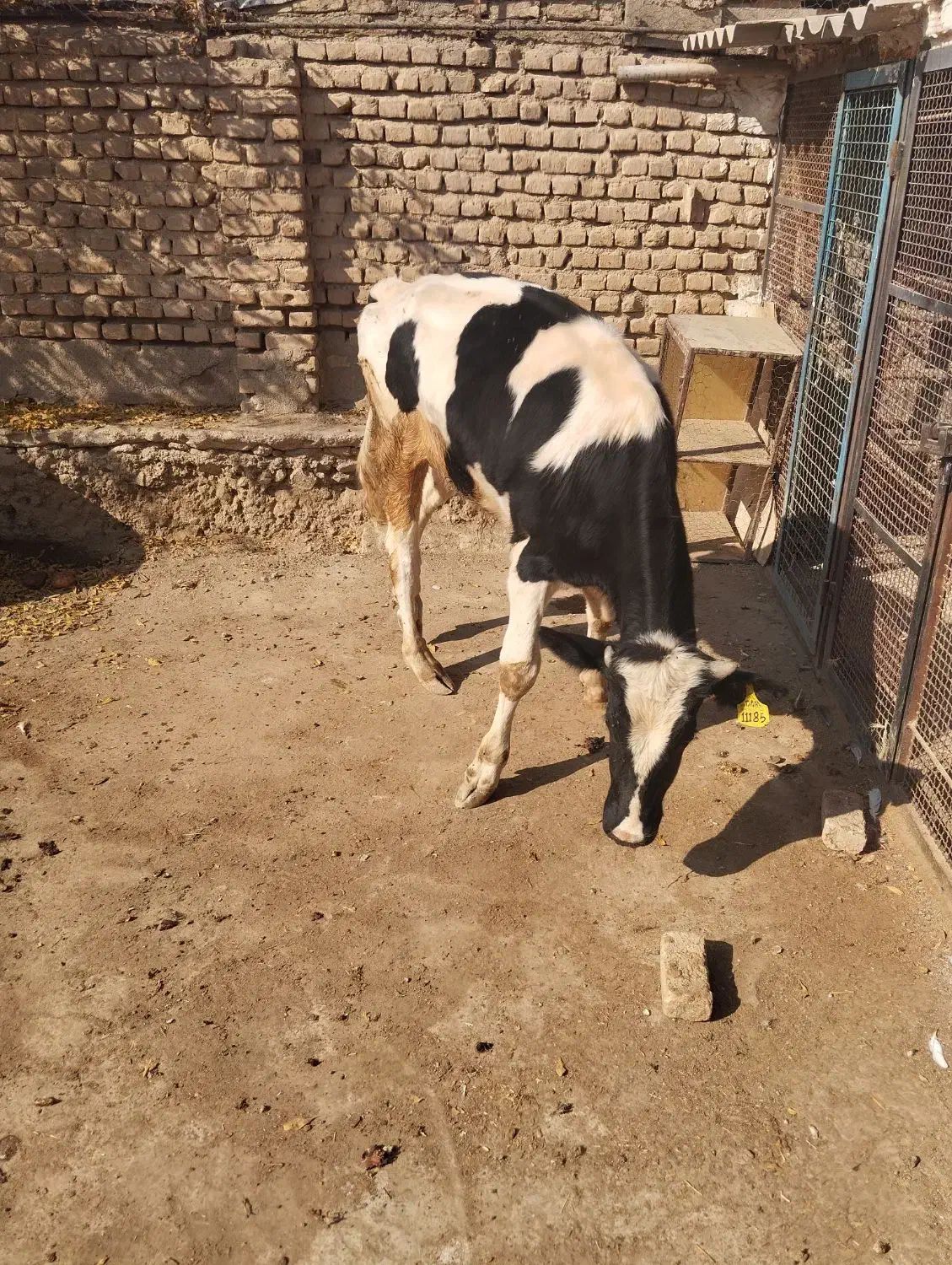 گوساله چاق کشتار|حیوانات مزرعه|پیشوا, |دیوار