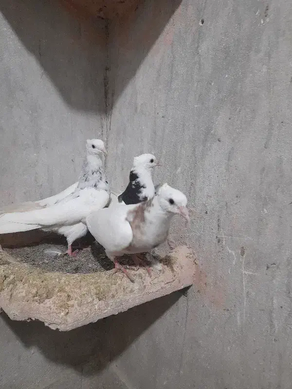 جوجه طوقی|پرنده|سبزوار, جهاد کشاورزی|دیوار