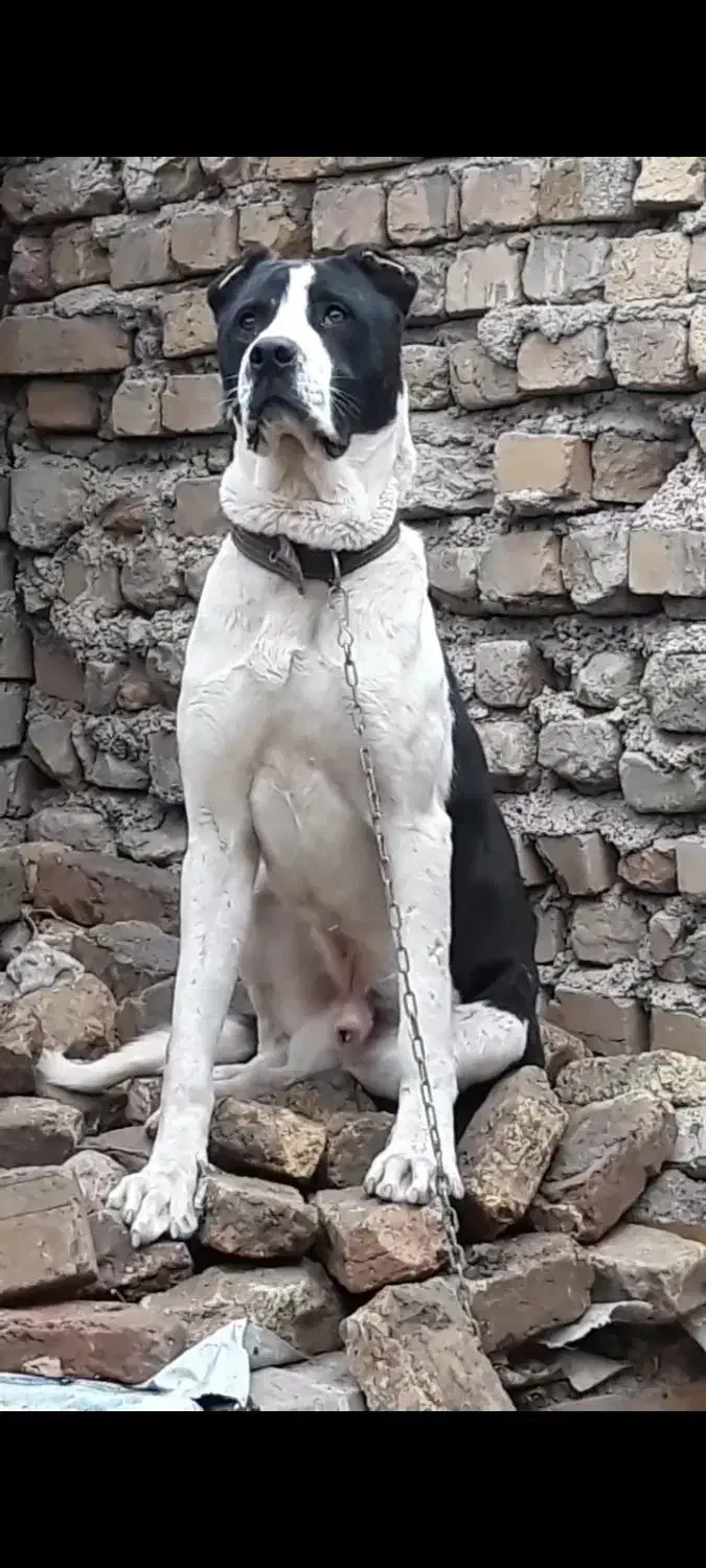 سگ نژاد دار|سگ|نهاوند, |دیوار