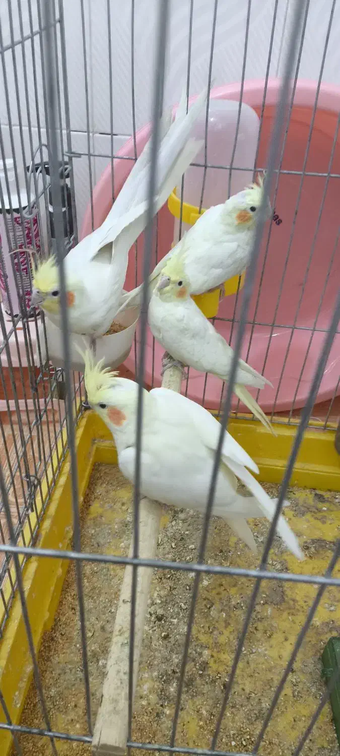 معاوضه با قناری|پرنده|بهبهان, |دیوار