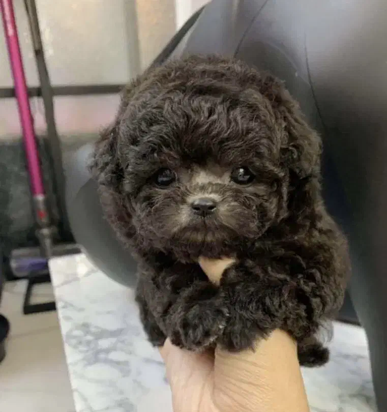 توله توی پودل جیبی عروسکی پامر پامرانین|سگ|اصفهان, خانه اصفهان|دیوار