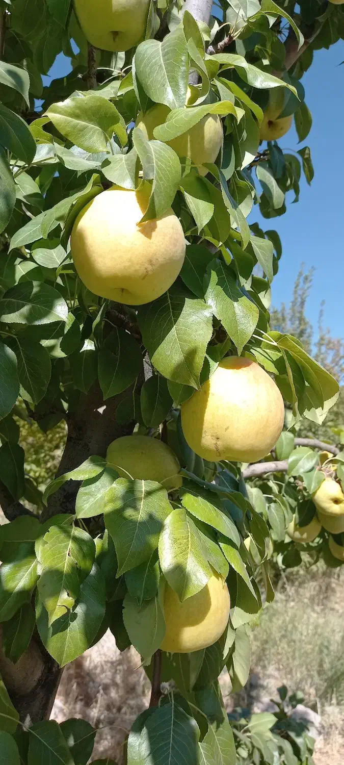 هرس درخت|خدمات باغبانی و درختکاری|خرمآباد, |دیوار