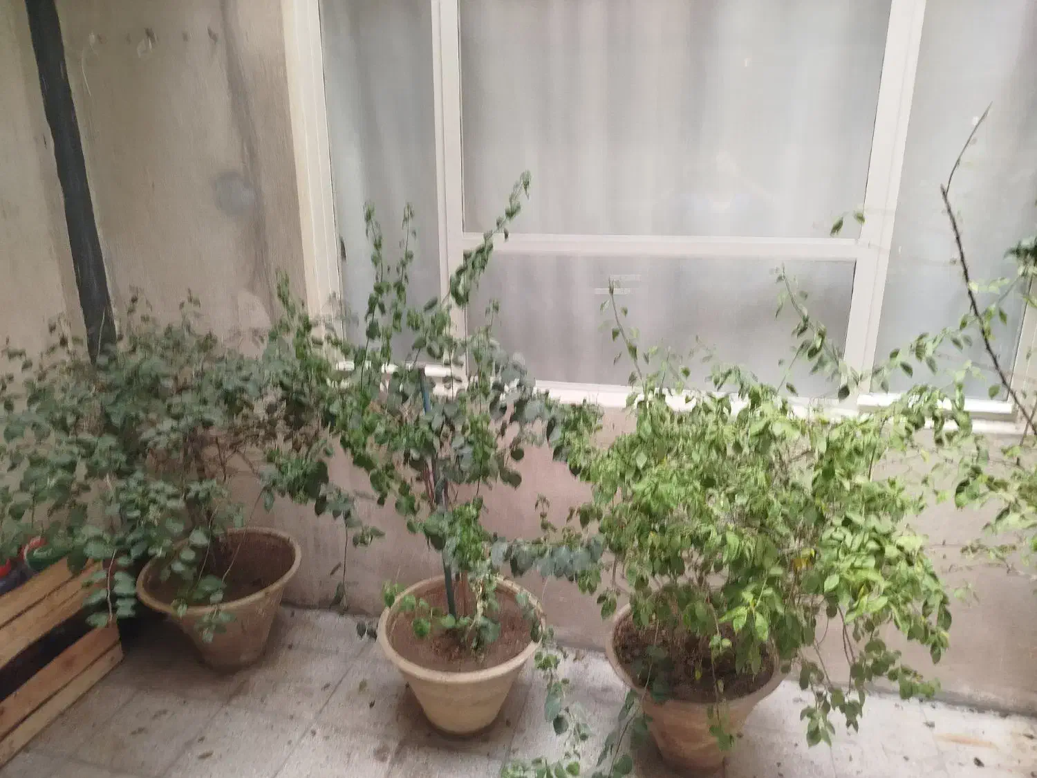 گل بنسای|گل و گیاه طبیعی|تهران, امام حسین|دیوار