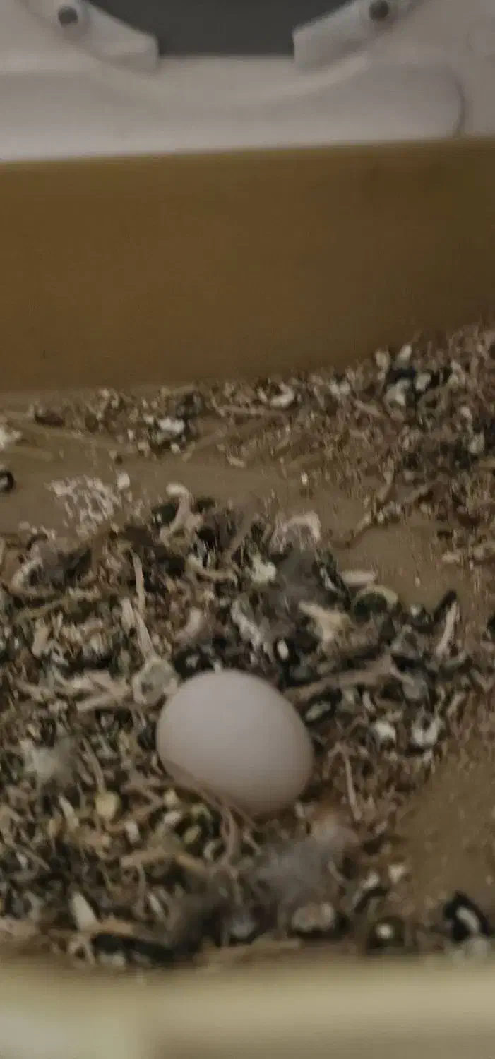 یک جفت کوتوله برزیلی مولد با تخم|پرنده|شیراز, گویم|دیوار