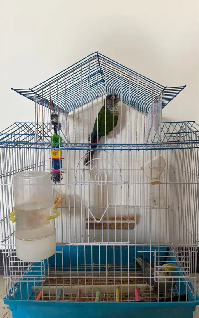 فروش عروس هلندی و طوطی گرینجیک|پرنده|سمنان, |دیوار