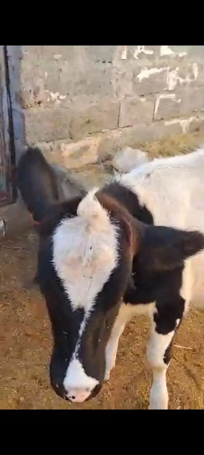 گاو با گوساله 9ماه|حیوانات مزرعه|بستک, |دیوار