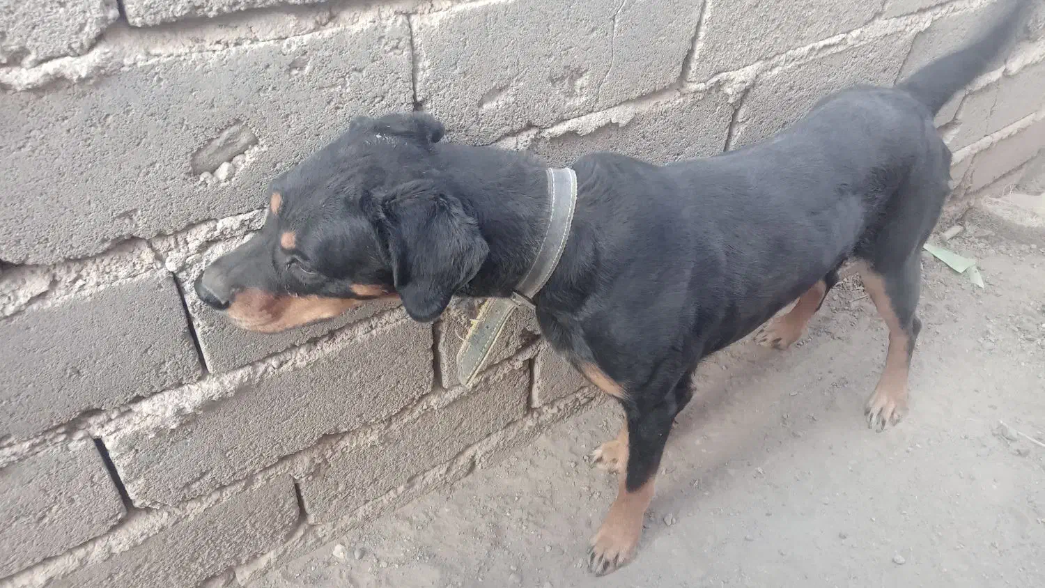 سگ رووت فایلدرماده|سگ|جیرفت, |دیوار