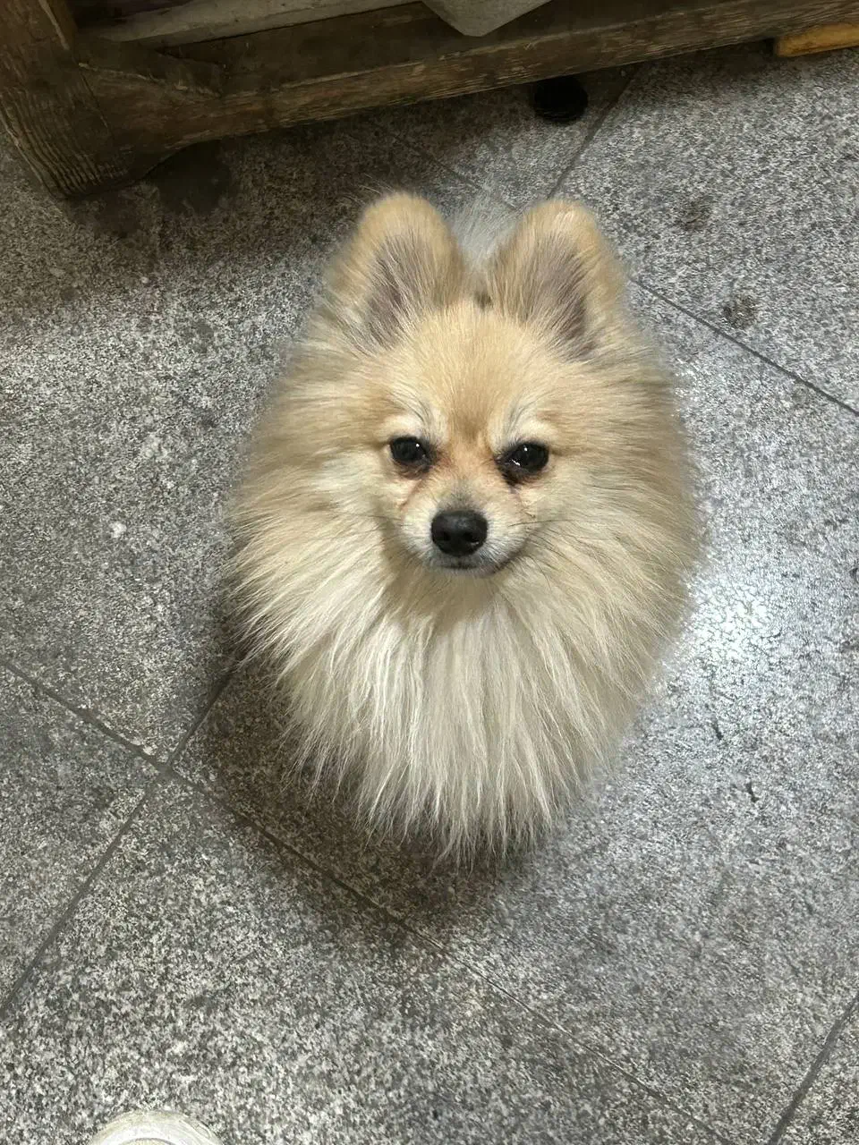 پامر شکلاتی روباهی فقط برا امشب شب جمعه 7 تومن|سگ|مشهد, فدک|دیوار