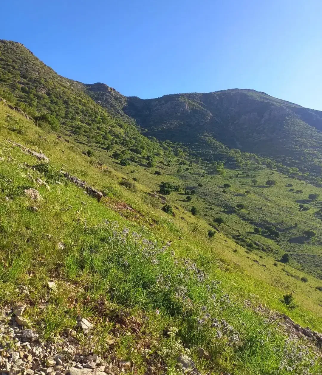 فروش باغ|فروش زمین و ملک کلنگی|بیلوار, |دیوار