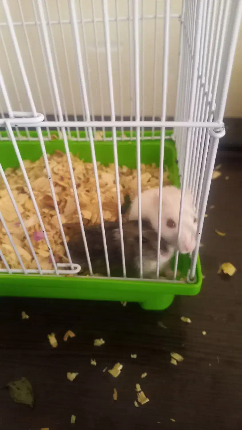 همستر|موش و خرگوش|شیراز, رکن‌آباد|دیوار