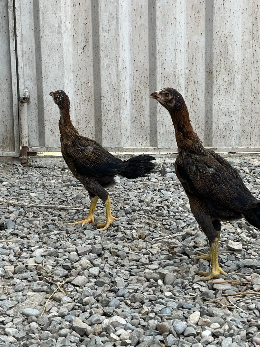 جوجه لاری ۳ ماهه|حیوانات مزرعه|ساری, |دیوار