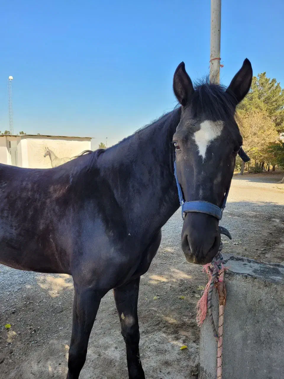 فروش اسب ایرانی|اسب و تجهیزات اسب‌سواری|مشهد, کوثر|دیوار