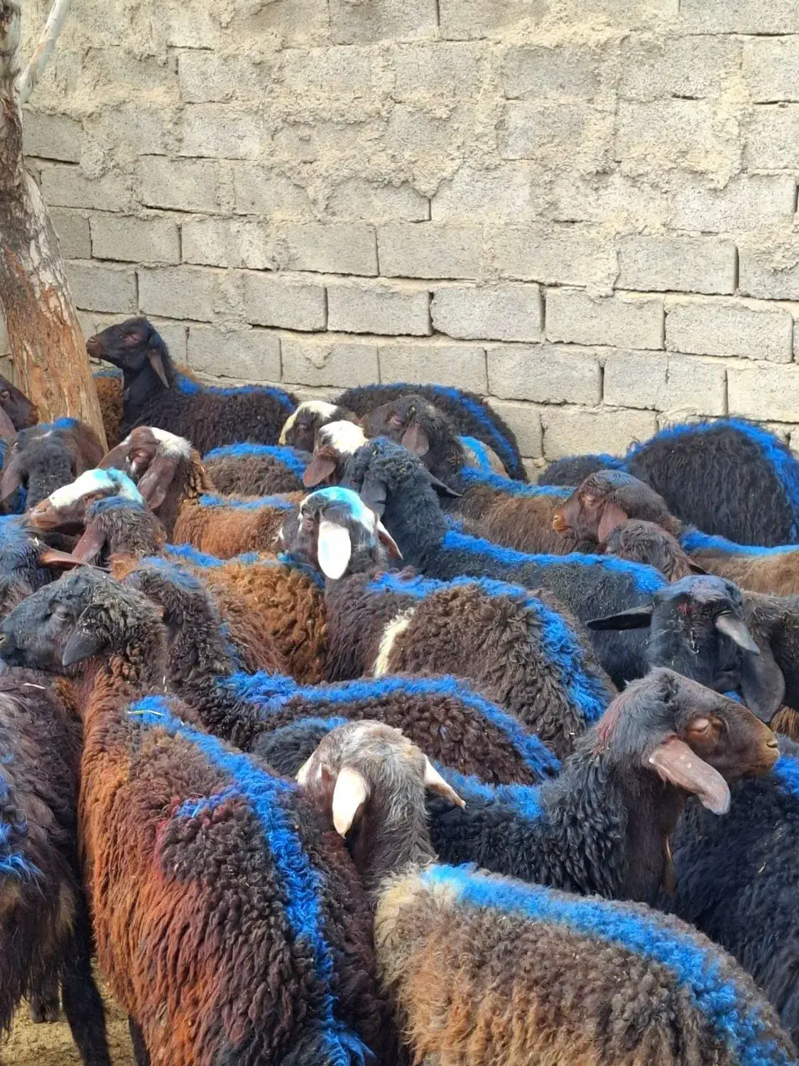 50راس نر داشتی|حیوانات مزرعه|زنجان, |دیوار