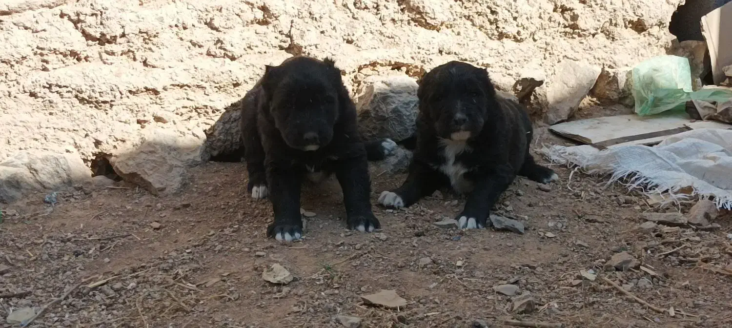 واگذاری قهدرینجونی ذات دار|سگ|حسن آباد, |دیوار