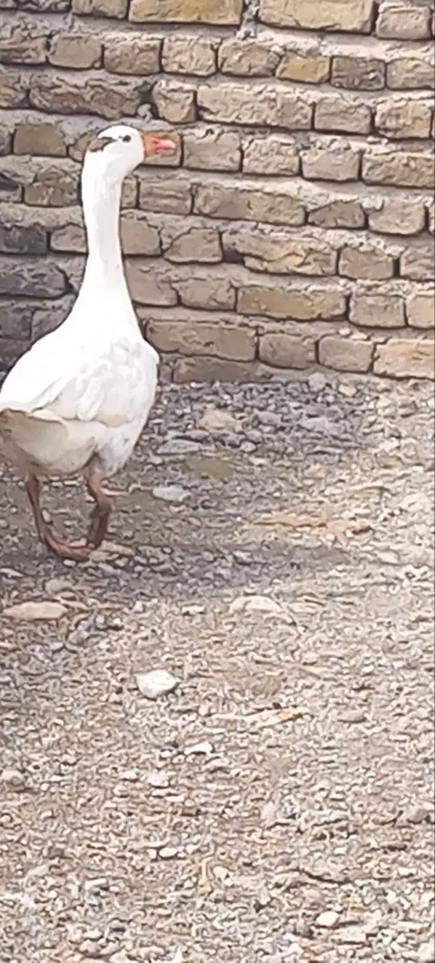 غاز|حیوانات مزرعه|قزوین, |دیوار