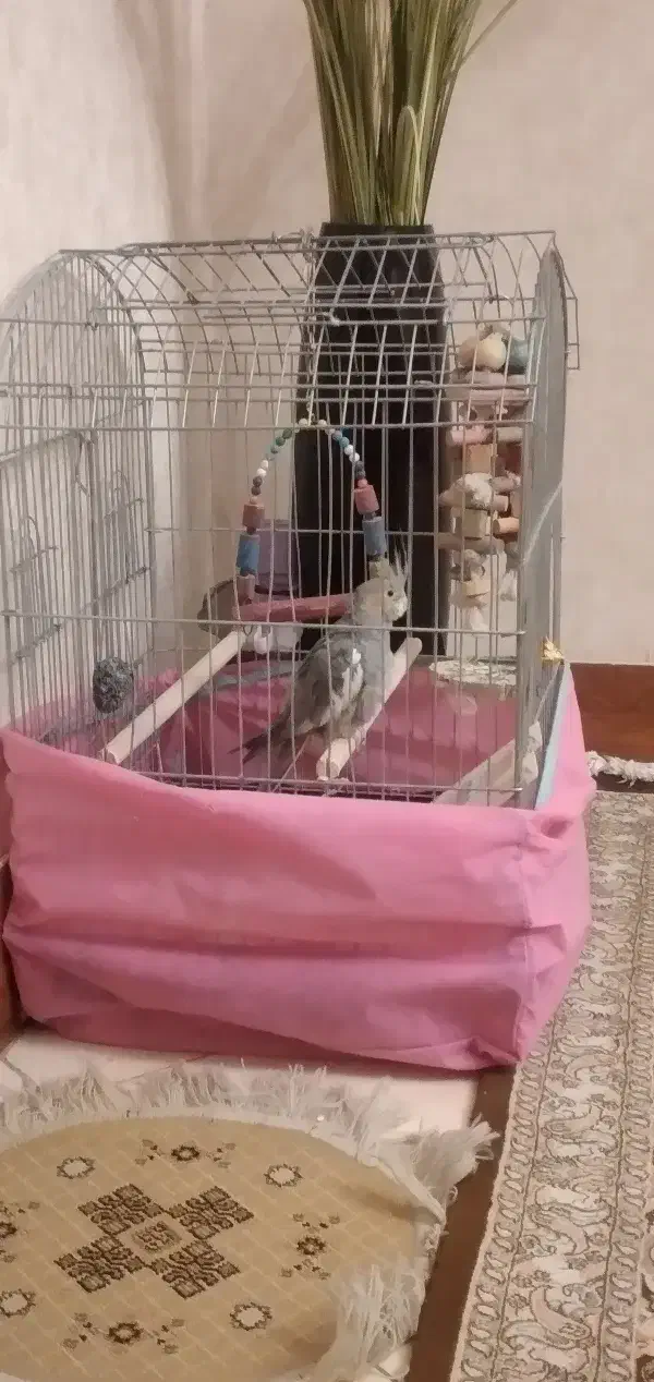 پرنده عروس ماده با قفس|پرنده|قم, بلوار امین و ساحلی|دیوار