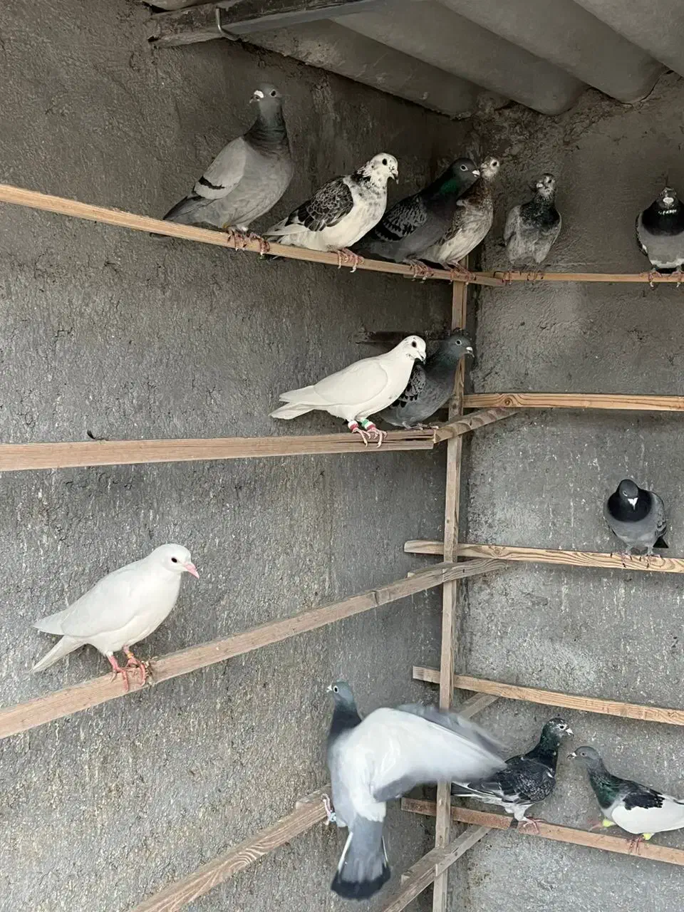 کبوتر پلاکی|پرنده|معصومیه, |دیوار