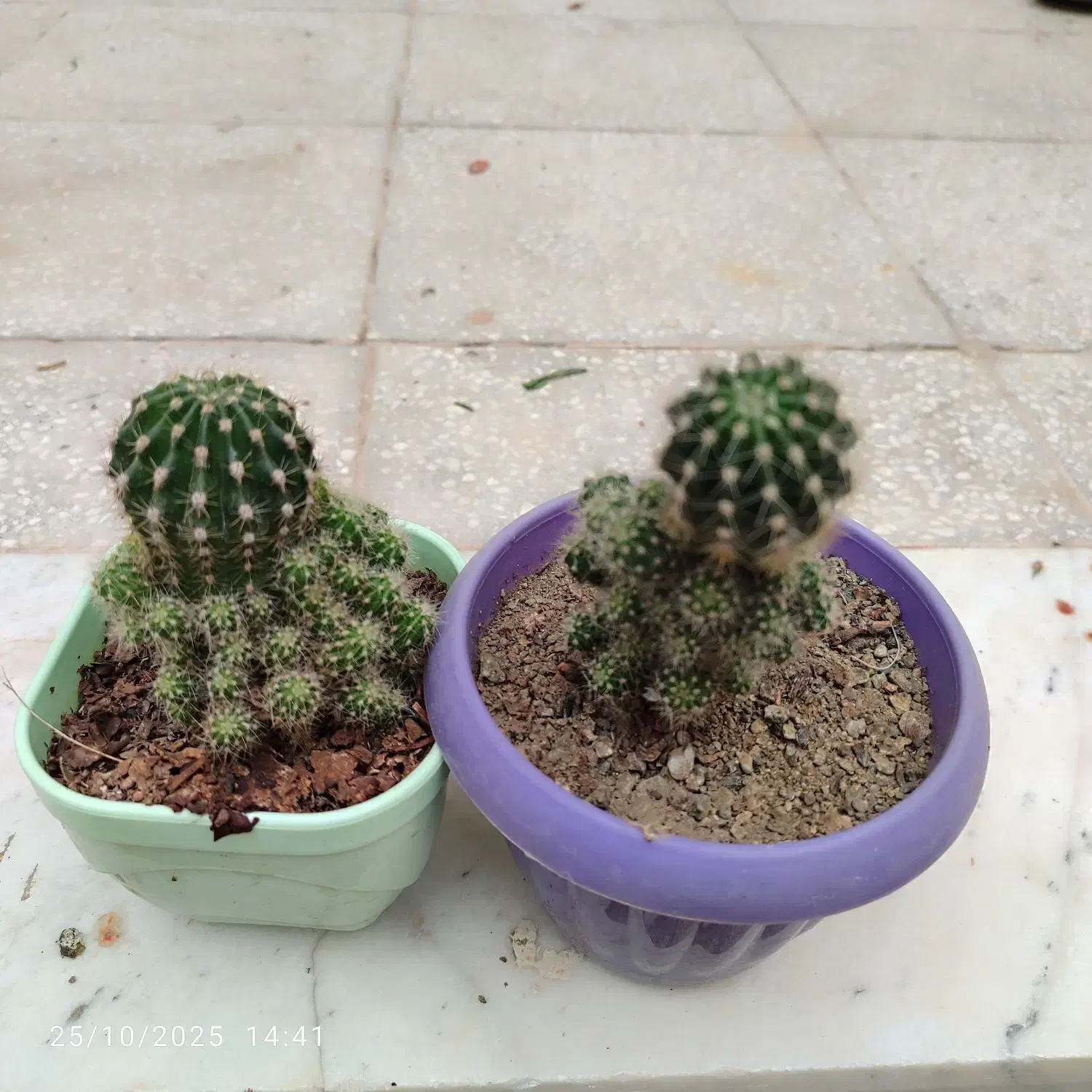 گل کاکتوس پرا پاجوش|گل و گیاه طبیعی|سبزوار, هویزه|دیوار