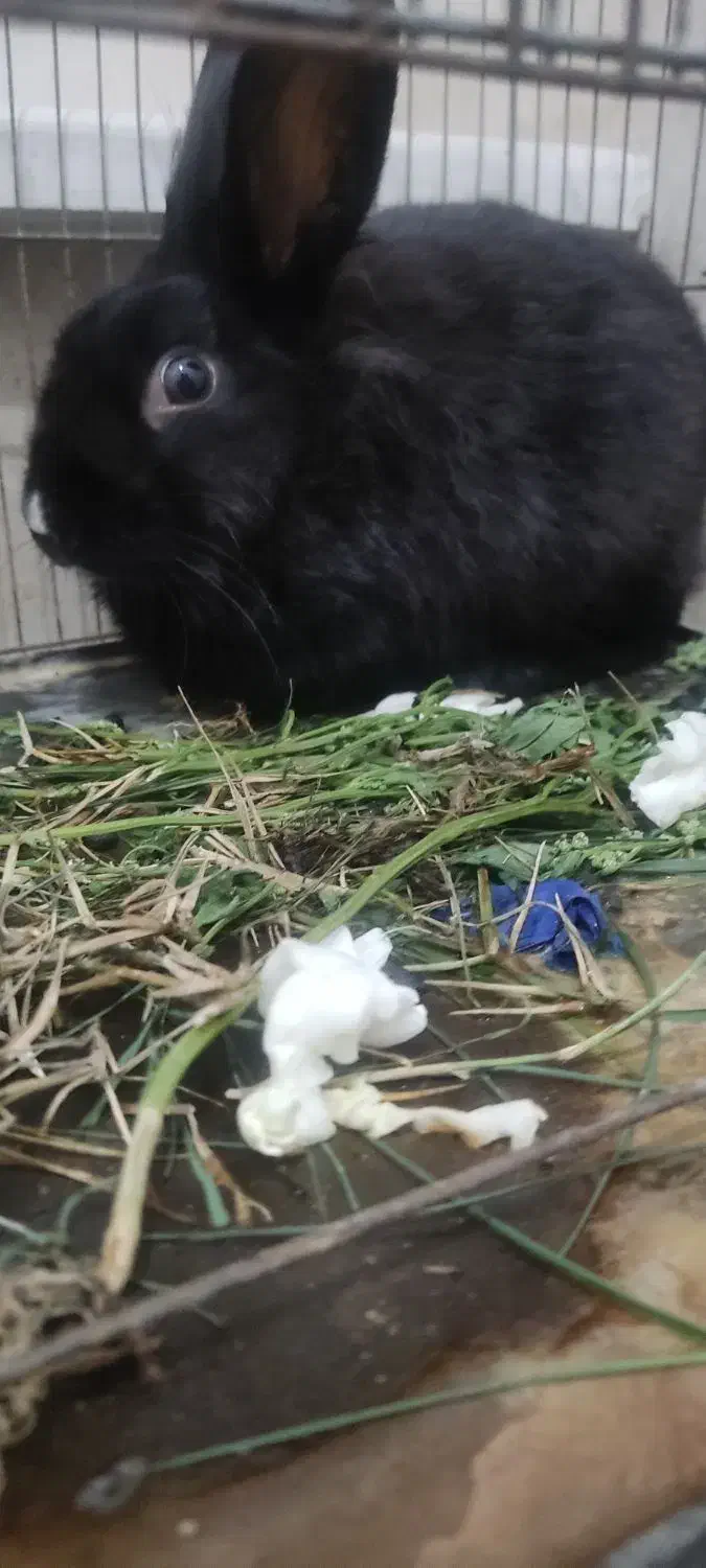 خرگوش|موش و خرگوش|گنبد کاووس, |دیوار