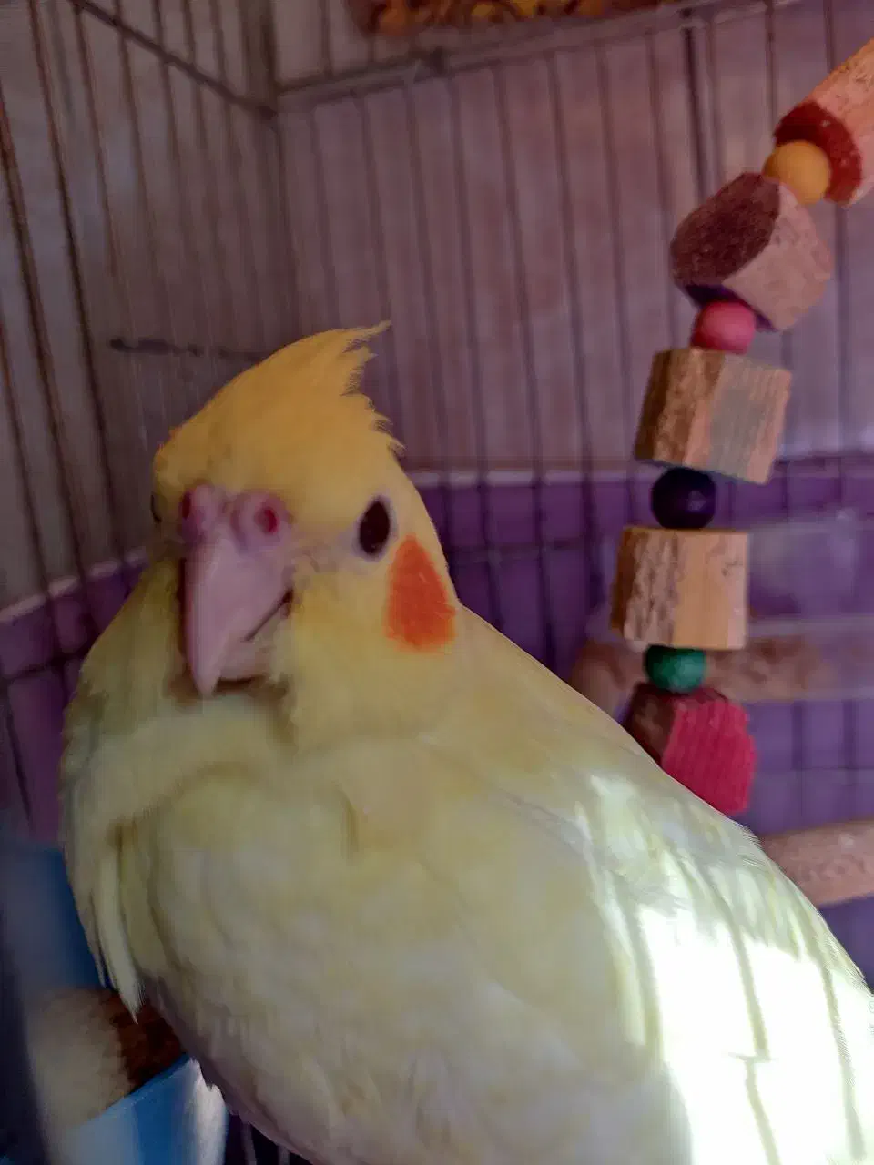 عروس هلندی گمشده|پرنده|سنگر, |دیوار