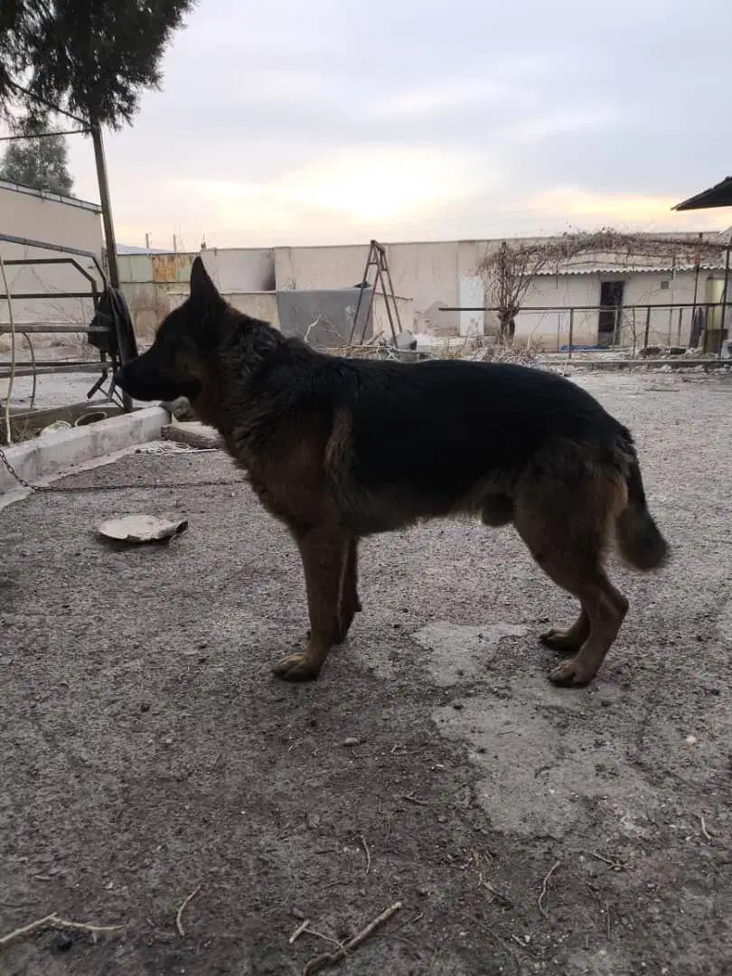 سگ ژرمن شپرد نر|سگ|آفتاب, |دیوار