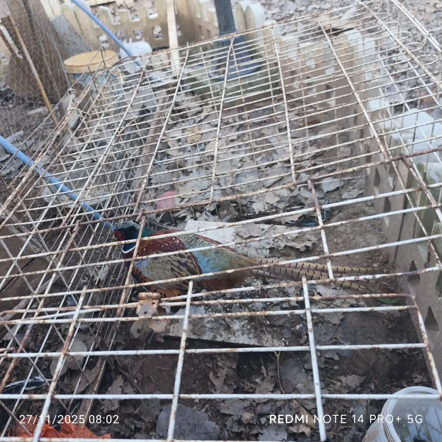 خروس امریکایی|حیوانات مزرعه|کومله, |دیوار