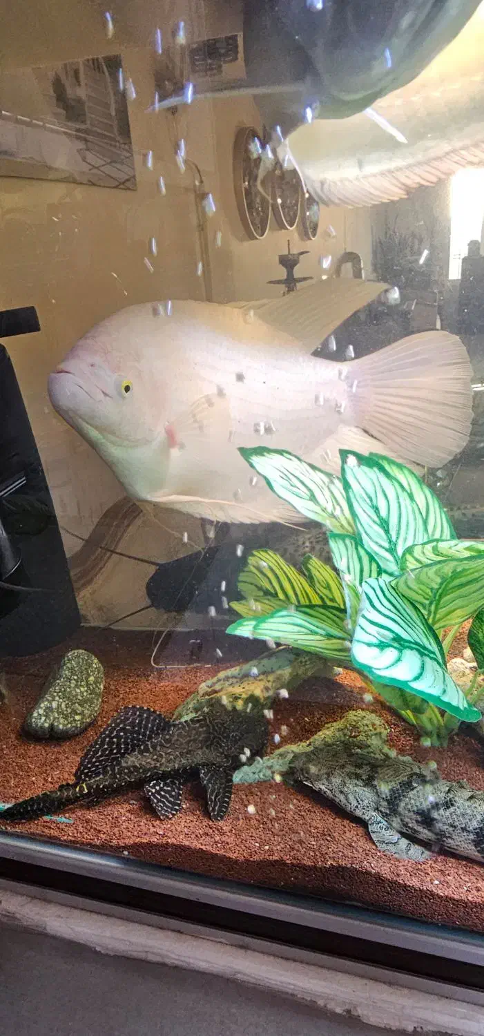 ماهی آکواریوم گوشتخوار|ماهی|اقبالیه, |دیوار